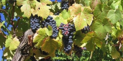 Sorte grožđa otporne na mraz za moskovsku regiju